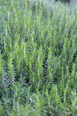 Rosemary plant, Fresh herb in the garden