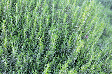 Rosemary plant, Fresh herb in the garden