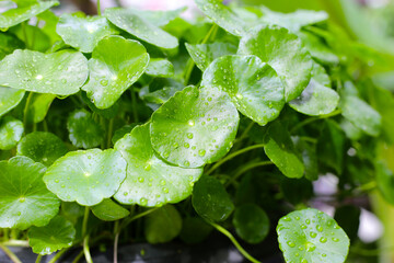 Fresh centella asiatica leaves with rain drop. Gotu kola herb plant
