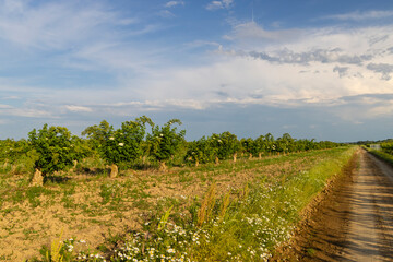 Naklejka premium Blooming elderberries orchard, Zemplin hills, Hungary