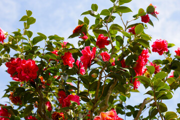 Beautiful camellia flower on tree. The Expo 70 Commemorative Park, Osaka, Japan