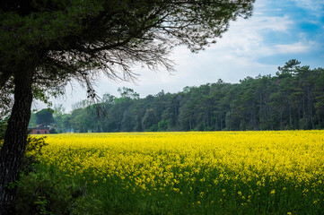 Between the plain and the sea. The lighthouse of Bibione, the dunes and its natural environment.