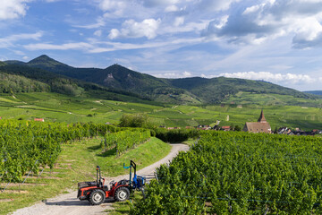 Typical vineyard near Hunawihr near Ribeauville Riquewihr, Haut-Rhin, Region Grand Est, Alsace,...