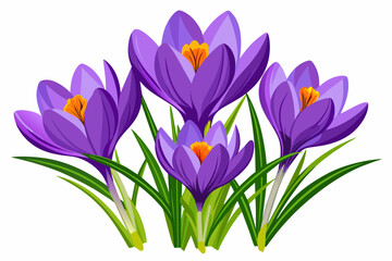 saffron crocus flower vector artwork illustration