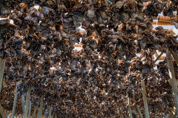 Fish Heads on Fish Drying Racks in Reine on Moskenes Island in Lofoten, Norway