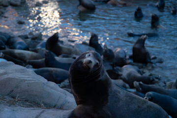 Curious Sea Lion