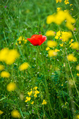 Between the plain and the sea. The lighthouse of Bibione, the dunes and its natural environment.