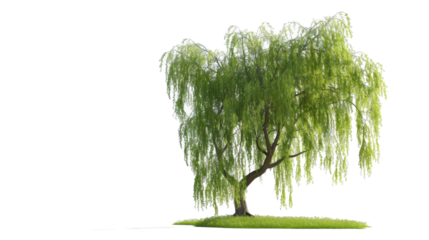 A tree is surrounded by green grass, sitting under the open sky