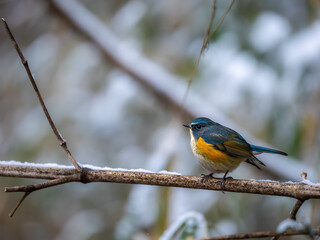 雪の日に森の中で枝に留まっているルリビタキの雄