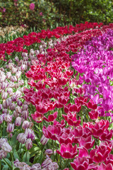 Field of exotic varieties of colorful tulips. Flowers for gardens, parks