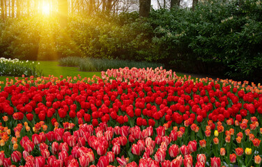 Tulips in the park in the sunlight