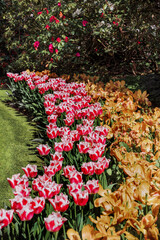 Exotic colorful tulips in the Netherlands