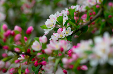 Blooming apple tree in the spring