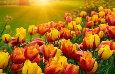 Fototapety na wymiar - Fototapeta24.pl