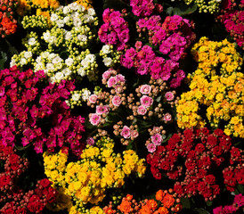 Floral background of colorful flowers