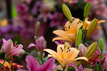 Fototapety na wymiar - Fototapeta24.pl