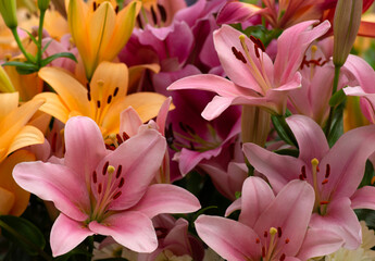 Fototapety na wymiar - Fototapeta24.pl