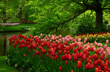 Park of blooming flowers