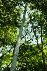 初夏の鮮やかな竹林