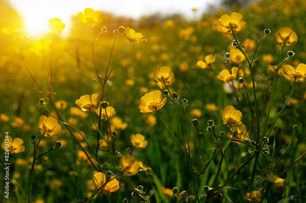 Wall mural wild yellow flower on the field