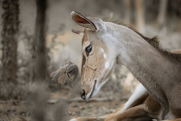 A female Kudu antelope having a red-billed oxpecker flying directly in front of her face, Kruger...