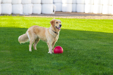 Golden retriever farm dog standing ready to play with red ball, with plastic-wrapped hay bales in...