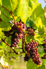 Vineyard with Palava, Southern Moravia, Czech Republic
