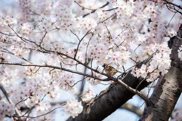 春の鴨川の風景