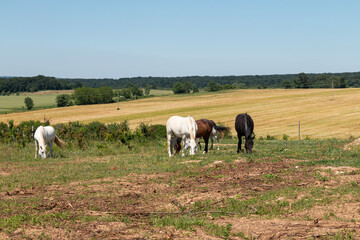 Horses in the meadow.