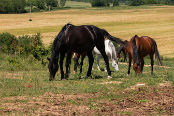 Horses in the meadow.
