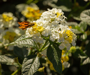 Orange and black skipper butterfly, closeup detail, perched on white and yellow Lantana camara...