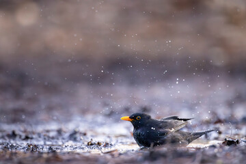 Blackbird (Turdus merula) in Central Bohemia, Czech Republic