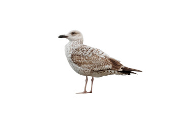 European herring gull or Larus argentatus bird isolated transparent png