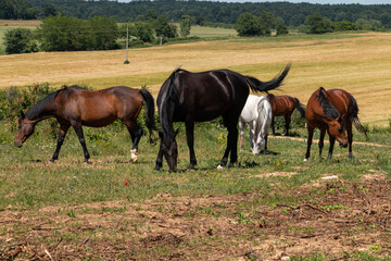 Fototapeta premium Horses in the meadow.
