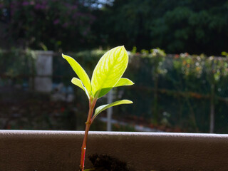 A young plant growing from the soil shows growth and care. Bond with nature and a commitment to...