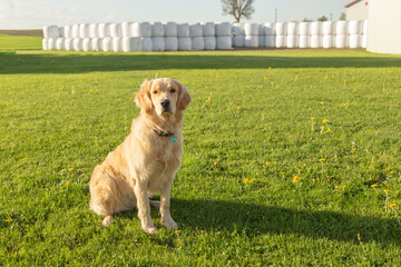 Golden retriever farm dog sitting posing, with plastic-wrapped hay bales in the background in a...