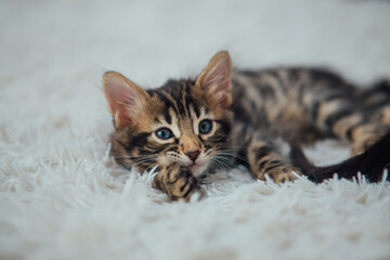 Cute bengal one month old kitten on the white fury blanket close-up.