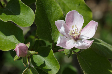 Pink quince flower and unopened bud