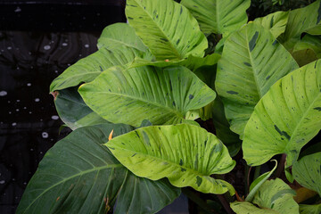 Philodendron leaves It is an ornamental plant that grows in low light. The more colorful the leaf...