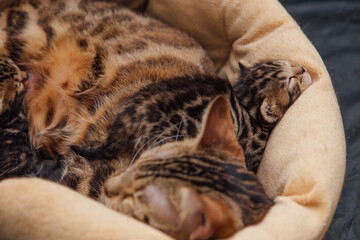 Closee-up faces of cute bengal one month old kittens laying on the cat's pillow