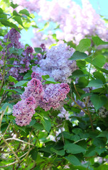 Blooming lilac in a botanical garden against a blue sky, selective focus, horizontal orientation