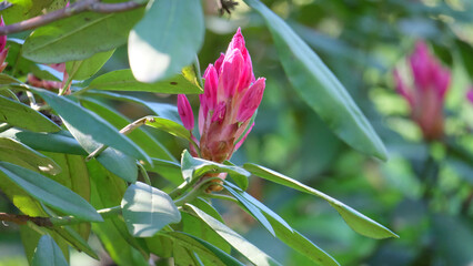 Buds on a rhododendron branch, selective focus, horizontal orientation