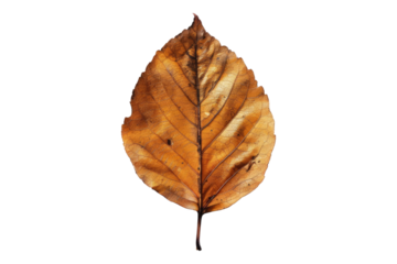 Autumn leaf isolated on white background