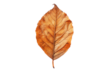 Autumn leaf isolated on white background