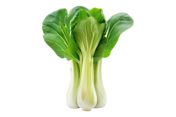 Bok choy vegetable isolated on white background
