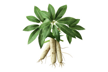 Cassava isolated on white background