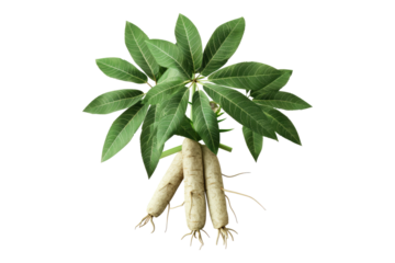 Cassava isolated on white background