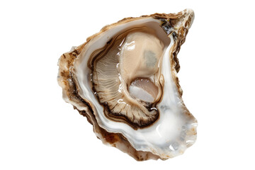 Naklejka premium Fresh oyster isolated on white background