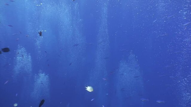 Blue ocean with many fish swimming. Fish scattered throughout water, some closer to surface, others deeper, bubbles rising.