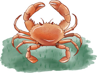 Crab